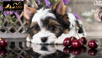 Les chiens peuvent-ils manger des cerises ?