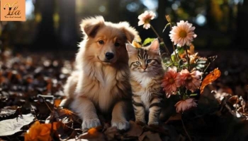 Automne : La Mue Saisonnière des Chiens et des Chats