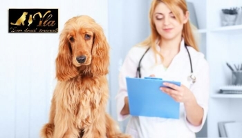 Mon chien a des allergies alimentaires