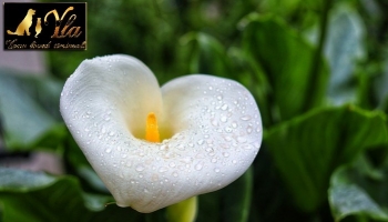 Arum plante toxique pour les chiens et les chats