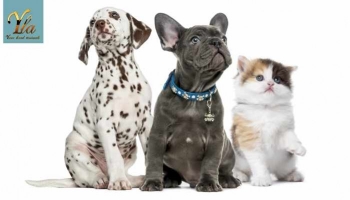 Parasites et maladies parasitaires chez le chien et le chat