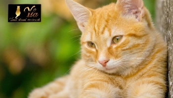 Ténias chez les chats: symptômes, traitement et prévention