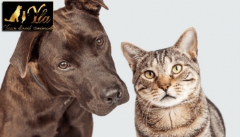 Les nutriments essentiels pour les chiens et les chats