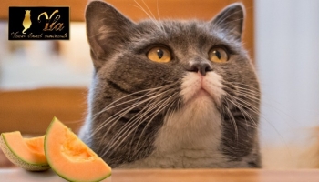 Pourquoi les chats aiment-ils manger du melon ?