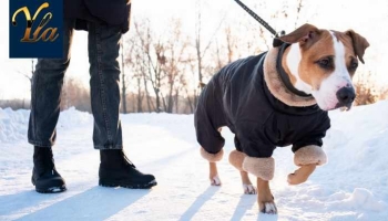 Chaleur et Confort : Les Chiens Ont-ils Besoin de Vêtements en Hiver?