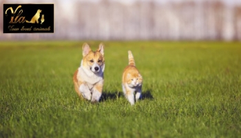 Les allergies chez le chien et le chat