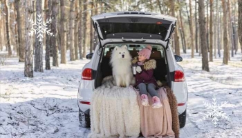 5 conseils pour voyager en hiver avec votre chien