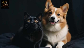 Les friandises pour chiens et chats