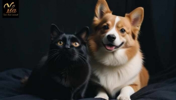 Friandises pour Chiens et Chats : Santé, Bien-être et Plaisir