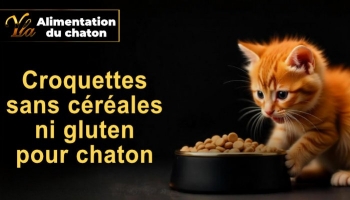 Pourquoi choisir des croquettes sans céréales ni gluten pour votre chaton ?
