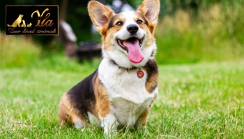 Croquette pour chien avec peau sensible et digestion délicate