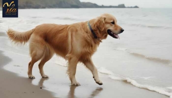 Croquettes pour chien avec peau sensible