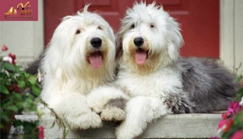 Acides gras oméga-3 et oméga-6 : bienfaits pour la santé des chiens