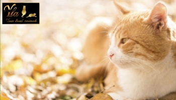 Les aliments que votre chat ne devrait jamais manger