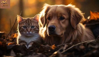 Automne et Animaux de Compagnie : Soins, Précautions et Bien-Être
