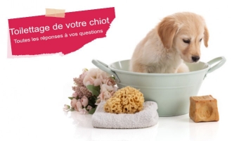 Guide pour le toilettage des chiots