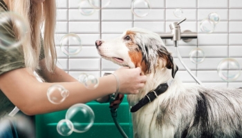 Donner un bain à un chiot 