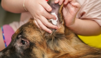 Comment nettoyer les oreilles de votre chiot ?