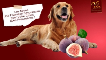 Les Chiens et les Figues : Bienfaits et Précautions