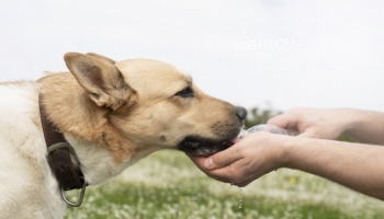 Mon chien est-il déshydraté ?