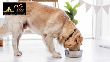 Aliment pour chien adulte à digestion sensible