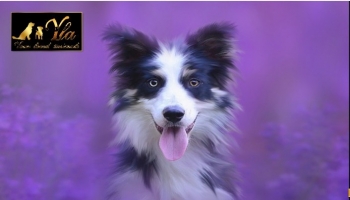 L’évolution de la place du chien à travers les âges