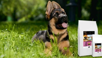 Les croquettes Éveil des papilles : une alimentation de qualité pour les chiots 