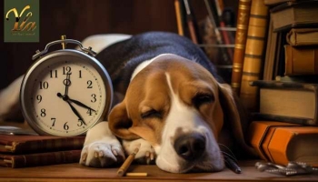 Est-ce que mon chien est affecté par le changement d'heure?