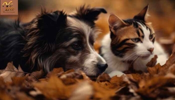 Quels fruits d'automne sont les plus sains pour les chiens et les chats ?