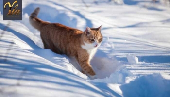 Erreurs à éviter en hiver pour les chats