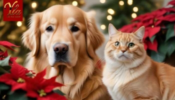 Poinsettia et Sécurité pour Chiens et Chats