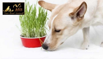 Pourquoi les chiens mangent-ils de l'herbe ?