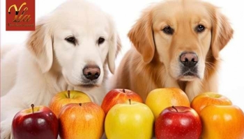 Les chiens, peuvent-ils manger des pommes ?