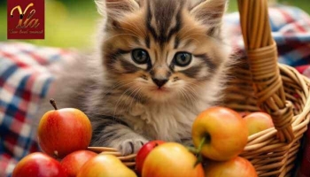 Les chats, peuvent-ils manger des pommes ?