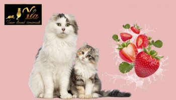 Les chats, peuvent-ils manger des fraises ? 