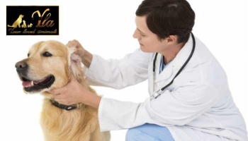 Infections de l'oreille chez le chien