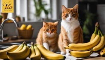 Les chats, peuvent-ils manger des bananes ?