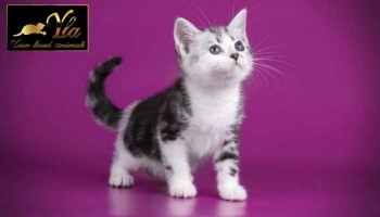 Conseils pour choisir la nourriture des chatons