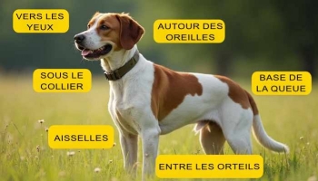 Trouver des tiques sur votre chien : 6 endroits à regarder