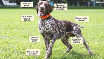 Trouver des tiques sur votre chien : 6 endroits à regarder