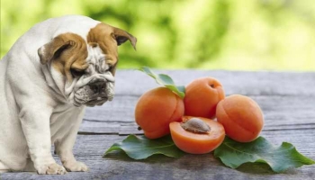 Les Dangers des Fruits à Noyau pour les Chiens