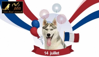 Comment calmer un chien stressé le 14 juillet ?