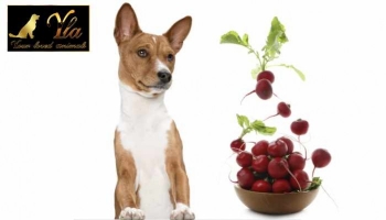 Mon chien, peut-il manger des radis ?