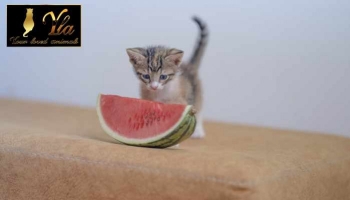 Les chats, peuvent-ils manger de la pastèque ?