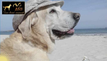 Conseils pour protéger votre chien du soleil