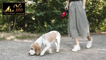 Promenades olfactives pour les chiens