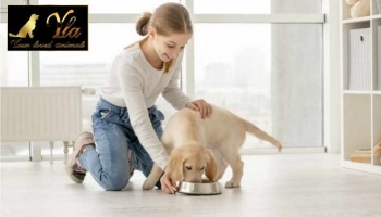 Le rôle des antioxydants dans les aliments pour chiens
