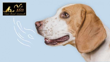 Quelles sont les causes de la mauvaise haleine du chien ?