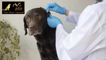 Conseils pour traiter les infections de l'oreille du chien