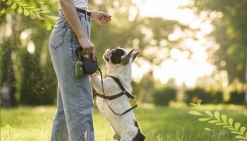 Pourquoi les chiens sentent-ils votre entrejambe ?